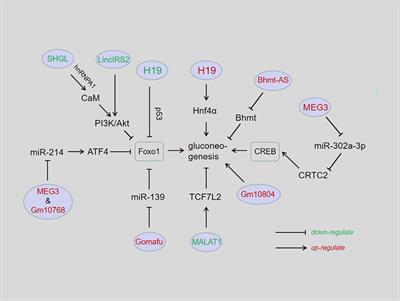 Recent advances of long non-coding RNAs in control of hepatic gluconeogenesis